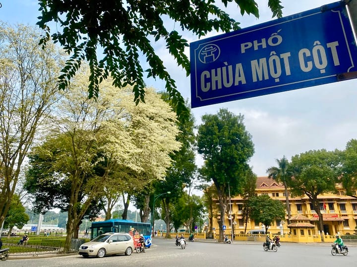 Ngắm Mùa Hoa Sưa Nở Trắng Trời Hà Nội: Cẩm Nang Chiêm Ngưỡng Vẻ Đẹp Tinh Khôi