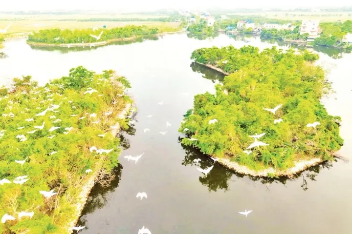 Khám Phá Vườn Cò Đông Xuyên: Điểm Du Lịch Sinh Thái Độc Đáo Tại Bắc Ninh